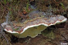 Attēlu rezultāti vaicājumam “Heterobasidion parviporum”