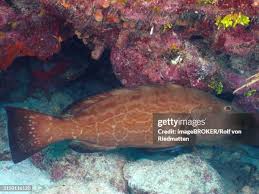 Image result for Mycteroperca bonaci