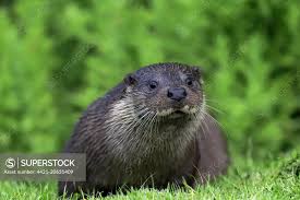 Attēlu rezultāti vaicājumam “Lutra lutra”