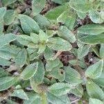 Attēlu rezultāti vaicājumam “Cerastium semidecandrum leaf”