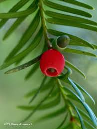 Attēlu rezultāti vaicājumam “Taxus baccata bud”