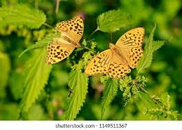 Attēlu rezultāti vaicājumam “Argynnis paphia female”