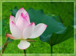 http://t0.gstatic.com/images?q=tbn:ANd9GcSLAEkumqhX-nl2pSOBjb4zxnotHpgFA6EWnRq_YuLFzJBuwZC6Mw