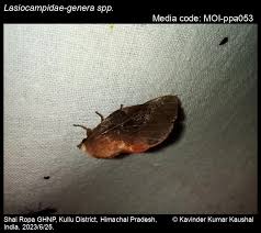 Attēlu rezultāti vaicājumam “Lasiocampidae”