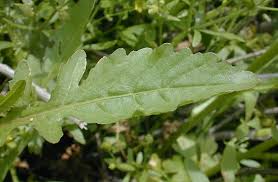 Attēlu rezultāti vaicājumam “Rorippa palustris leaf”