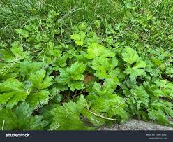 Attēlu rezultāti vaicājumam “Ranunculus lanuginosus leaf”
