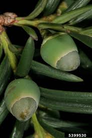 Attēlu rezultāti vaicājumam “Taxus”