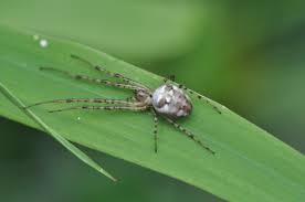 Attēlu rezultāti vaicājumam “Metellina segmentata”