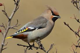 Attēlu rezultāti vaicājumam “Bombycilla garrulus adult”