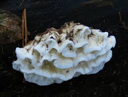 Attēlu rezultāti vaicājumam “Plicatura nivea”