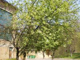 Attēlu rezultāti vaicājumam “Padus avium leaf”