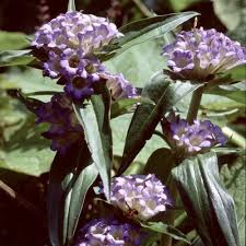 Attēlu rezultāti vaicājumam “Gentiana cruciata”