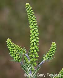 Attēlu rezultāti vaicājumam “Ambrosia artemisiifolia fruit”