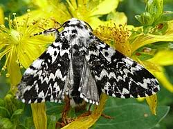 Attēlu rezultāti vaicājumam “Noctuidae”