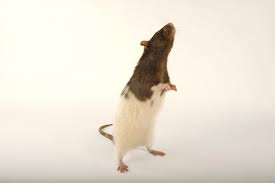 Attēlu rezultāti vaicājumam “Rattus norvegicus”