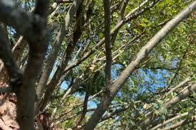 Attēlu rezultāti vaicājumam “Caragana arborescens leaf”