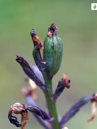 Attēlu rezultāti vaicājumam “Orchis mascula bud”