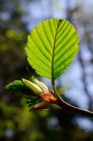 Attēlu rezultāti vaicājumam “Alnus glutinosa bud”