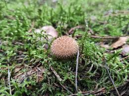 Attēlu rezultāti vaicājumam “Lycoperdon echinatum”