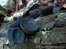 Attēlu rezultāti vaicājumam “Bulgaria inquinans”