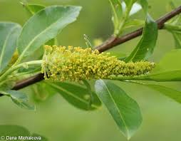Attēlu rezultāti vaicājumam “Salix pentandra flower”