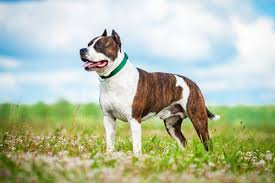 Image result for Staffordshire Stallions