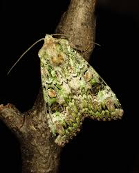 Attēlu rezultāti vaicājumam “Anaplectoides prasina”