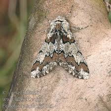 Attēlu rezultāti vaicājumam “Biston strataria”