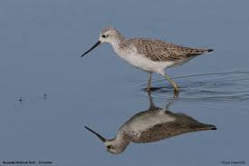 Attēlu rezultāti vaicājumam “Tringa stagnatilis”