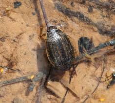 Attēlu rezultāti vaicājumam “Acilius sulcatus female”