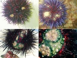 Image result for Mesocentrotus franciscanus