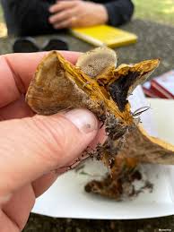 Attēlu rezultāti vaicājumam “Onnia tomentosa”