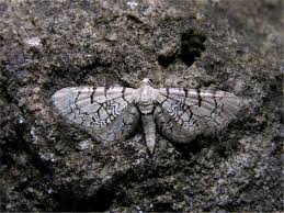 Attēlu rezultāti vaicājumam “Eupithecia venosata”