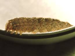 Attēlu rezultāti vaicājumam “Orthosia sp. larva”