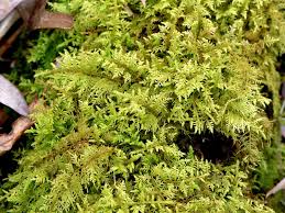 Attēlu rezultāti vaicājumam “Thuidium”