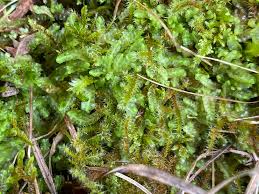 Attēlu rezultāti vaicājumam “Leiocolea heterocolpos”