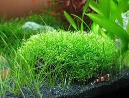 Attēlu rezultāti vaicājumam “Riccia fluitans”