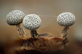 Attēlu rezultāti vaicājumam “Comatricha pulchella macro”