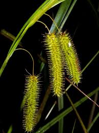 Attēlu rezultāti vaicājumam “Carex pseudocyperus fruit”