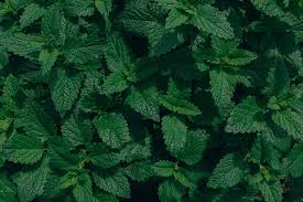 Attēlu rezultāti vaicājumam “Mentha aquatica leaf”