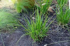 Attēlu rezultāti vaicājumam “Sesleria caerulea fruit”