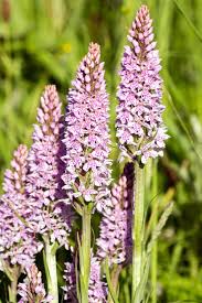 Attēlu rezultāti vaicājumam “Dactylorhiza fuchsii bud”