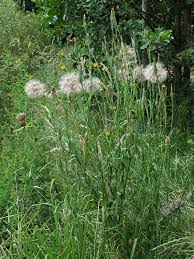Attēlu rezultāti vaicājumam “Tragopogon pratensis subsp. pratensis”