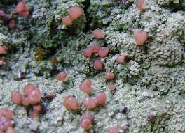 Attēlu rezultāti vaicājumam “Baeomyces rufus”