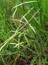 Attēlu rezultāti vaicājumam “Stellaria palustris leaf”