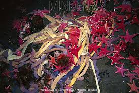 Attēlu rezultāti vaicājumam “Paracorymbia maculicornis imago”