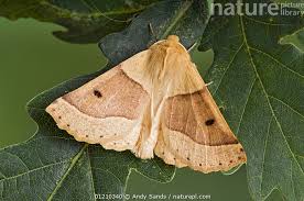 Attēlu rezultāti vaicājumam “Crocallis elinguaria”