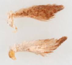 Attēlu rezultāti vaicājumam “Pandemis cinnamomeana female”