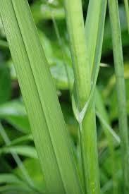 Attēlu rezultāti vaicājumam “Allium scorodoprasum leaf”