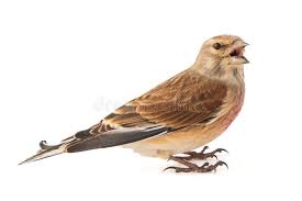 Attēlu rezultāti vaicājumam “Carduelis cannabina”